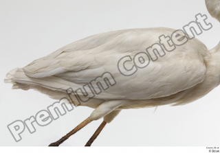 Stork  2 back wing 0001.jpg